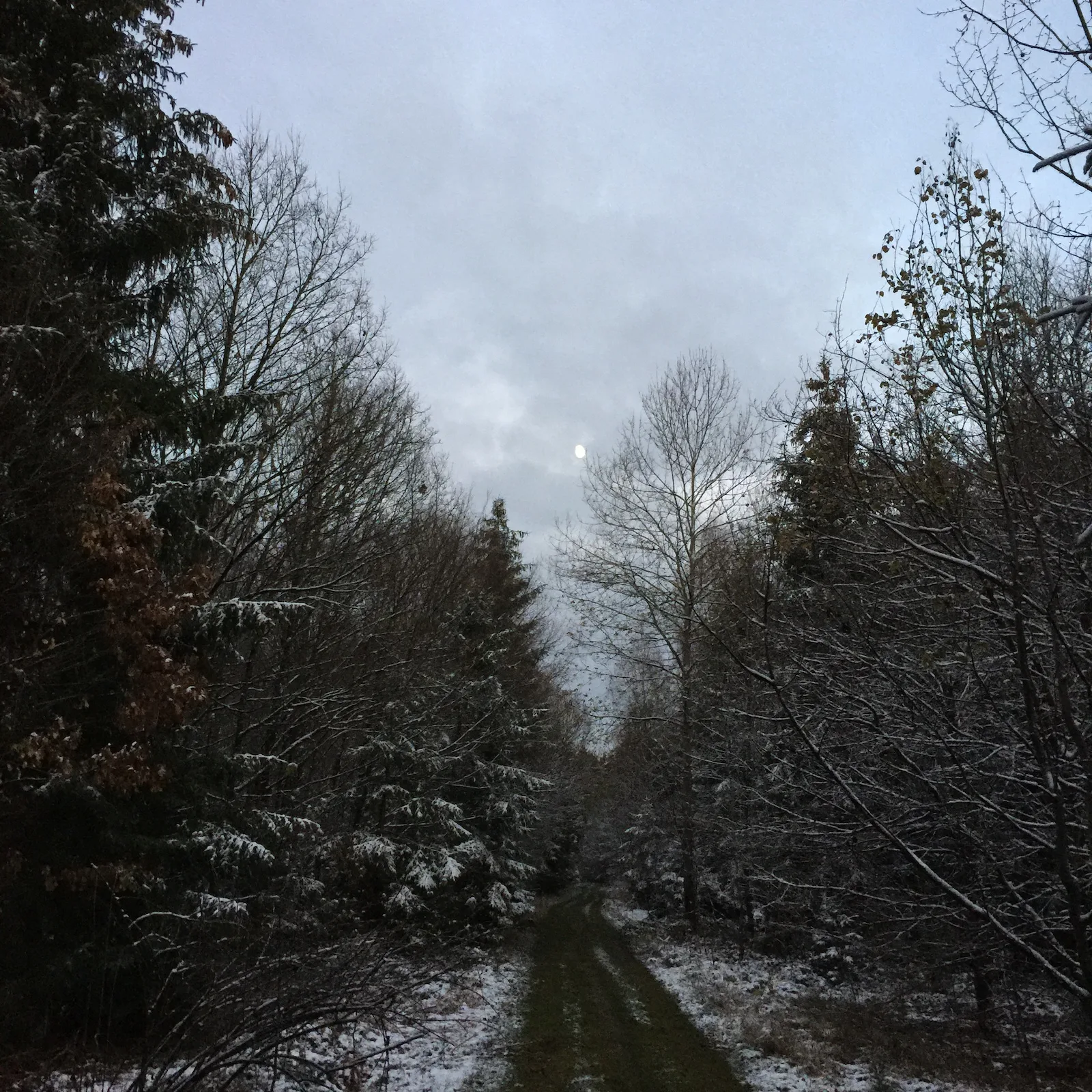 Spruce Thicket in the Snow