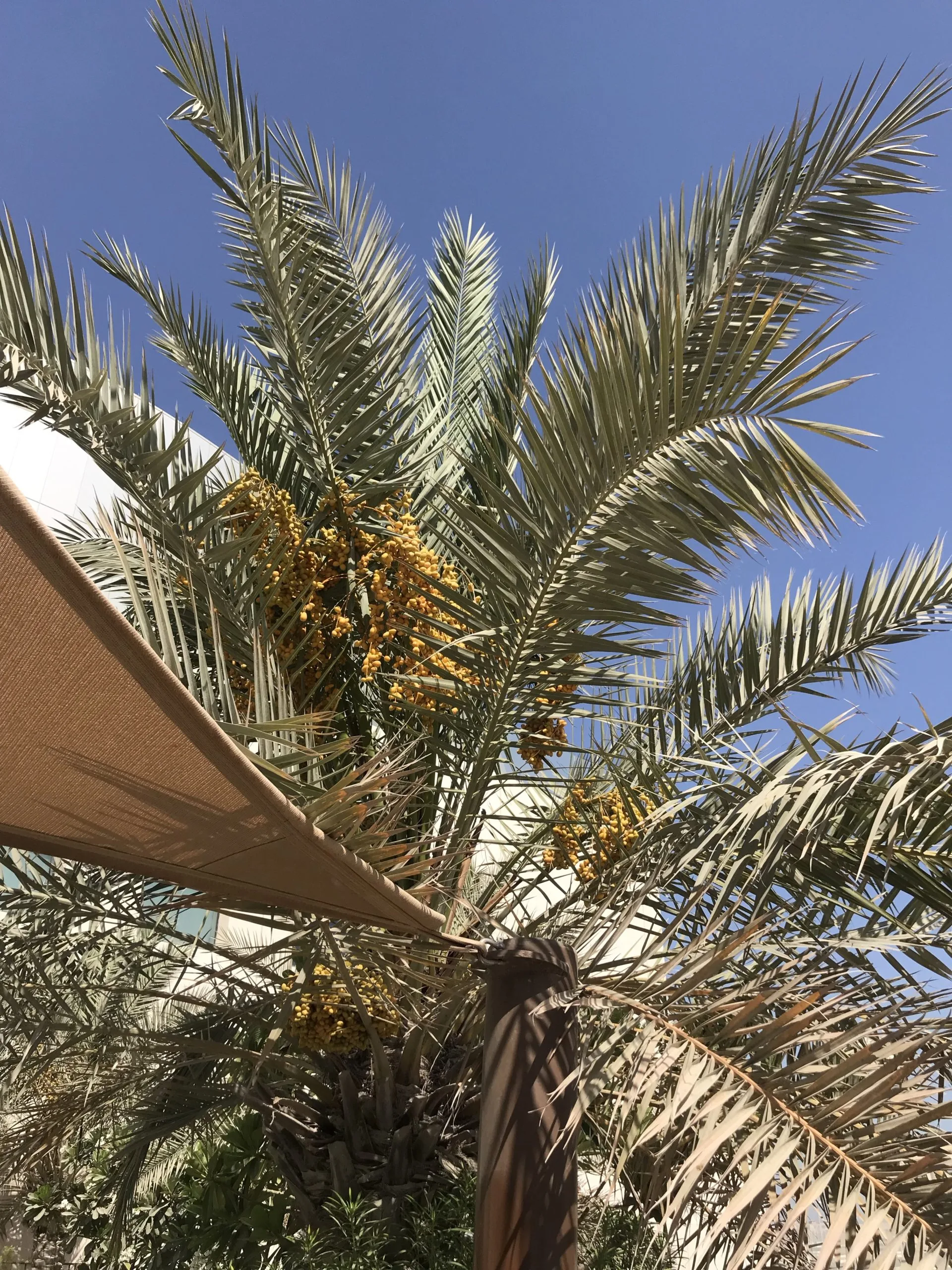 Fresh Dates on Campus
